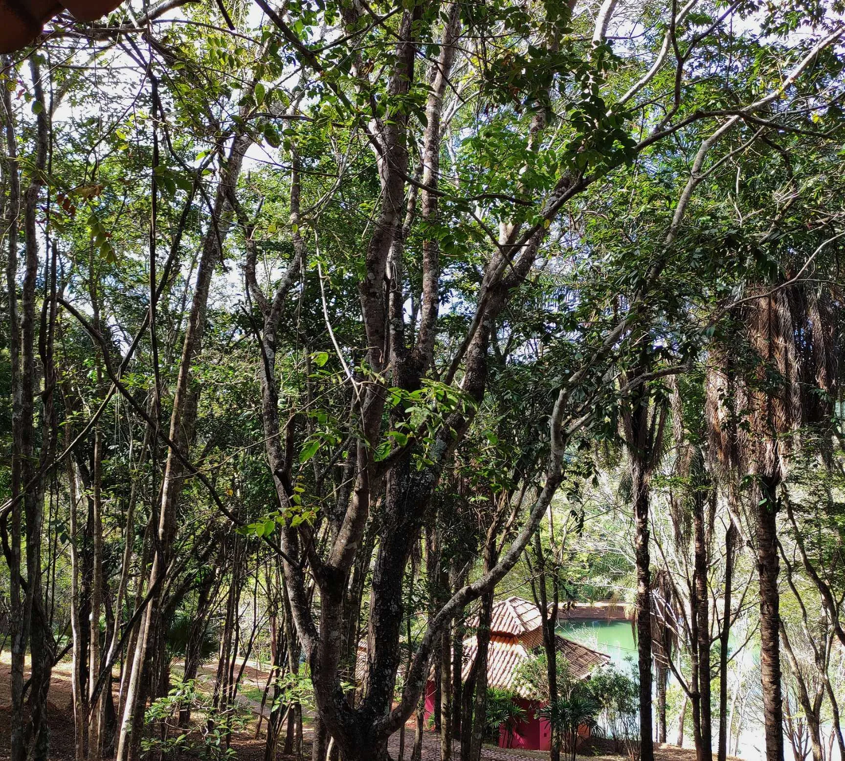 Chalé Palmeira Imperial — foto 3